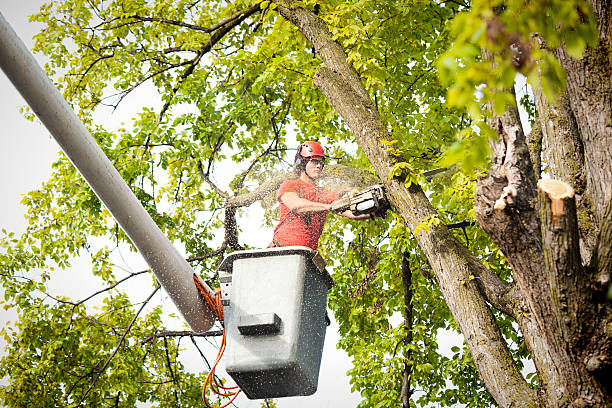 How Our Tree Care Process Works  in  Barberton, WA